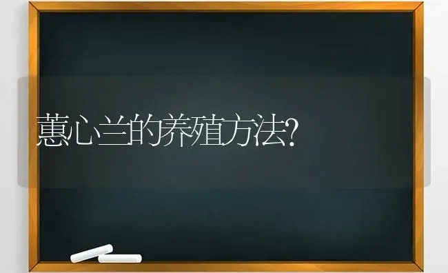 蕙心兰的养殖方法？ | 绿植常识