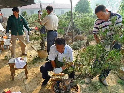 盆景养护管理 | 黑松盆景桩材栽植方法