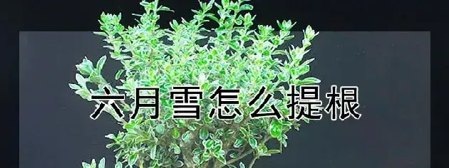 六月雪怎么提根