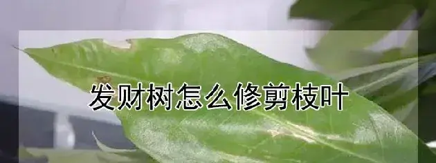 发财树怎么修剪枝叶