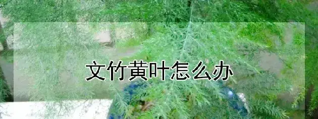 文竹黄叶怎么办