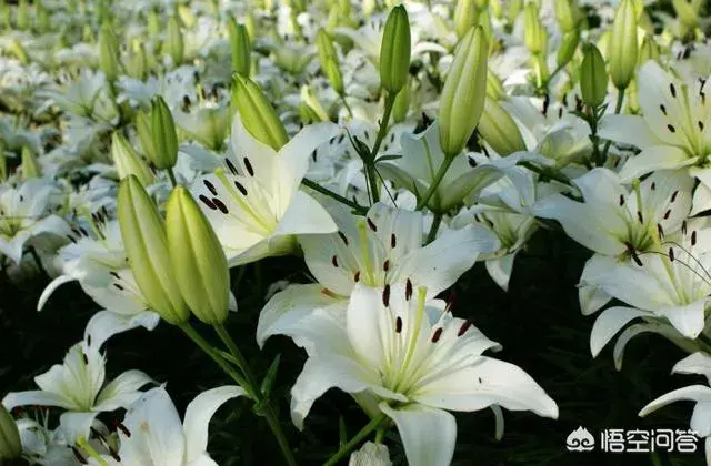香水百合花合适送女友吗？