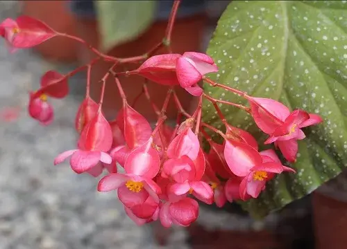 表示坚持的花 花语是坚持的花有哪些？