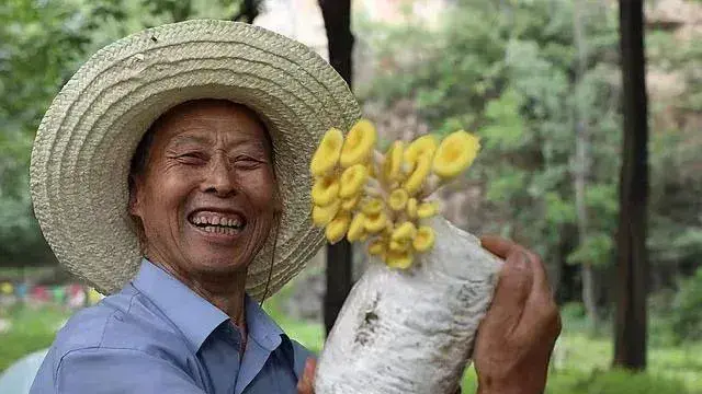 河北保定满城区山林里种满蘑菇和灵芝 花开像顶着金黄小伞