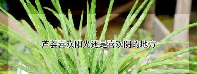 芦荟喜欢阳光还是喜欢阴的地方