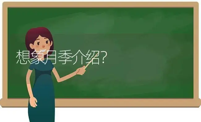 想象月季介绍？ | 绿植常识