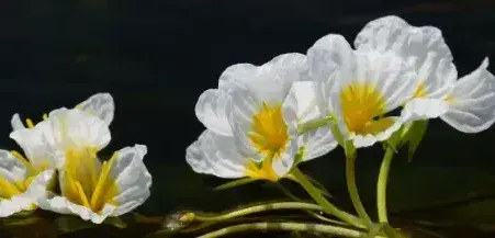 水中精灵，又是水质晴雨表，美丽又美味，谁不喜欢？