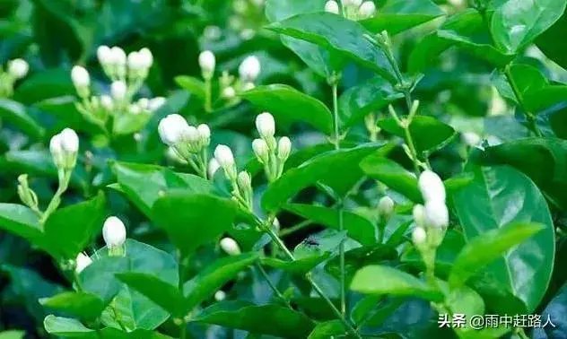 茉莉花茶的养殖方法？