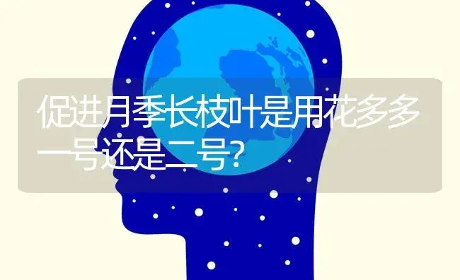 促进月季长枝叶是用花多多一号还是二号？ | 绿植常识