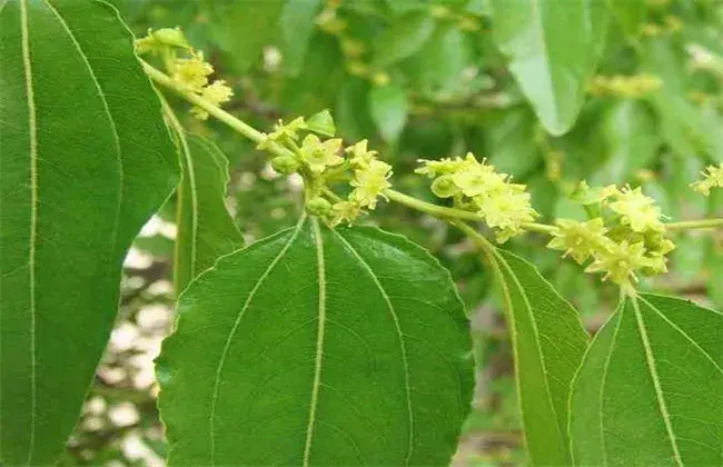 枣树开花不结果的 因素