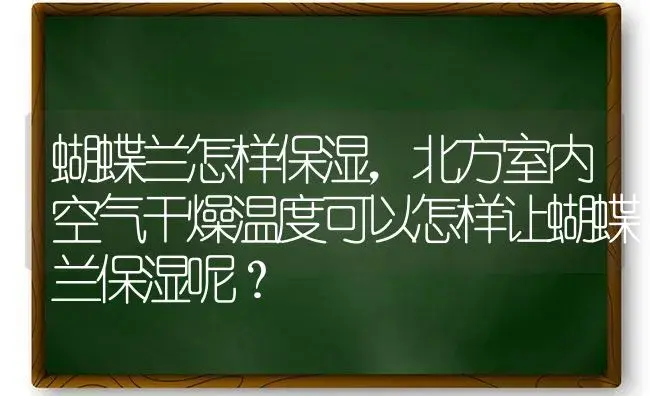 蝴蝶兰怎样保湿，北方室内空气干燥温度可以怎样让蝴蝶兰保湿呢？ | 绿植常识