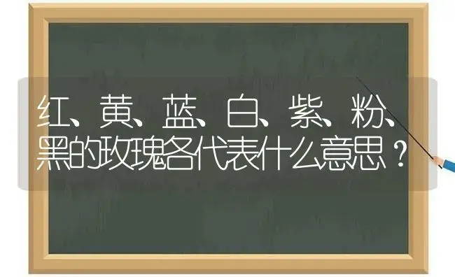 红、黄、蓝、白、紫、粉、黑的玫瑰各代表什么意思？ | 绿植常识