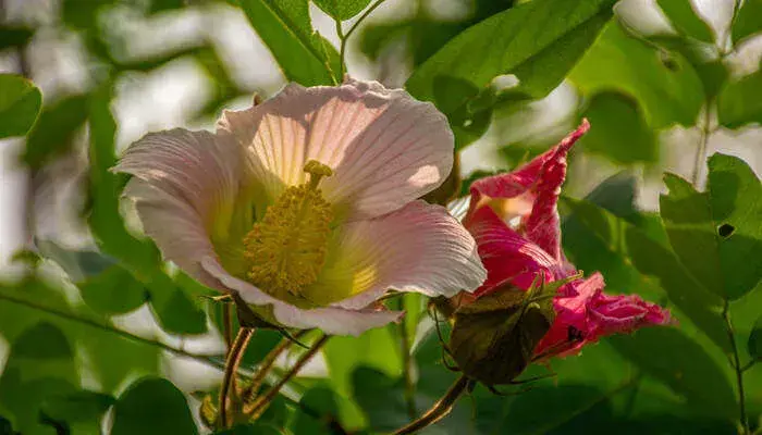 芙蓉花语 芙蓉花有几种颜色