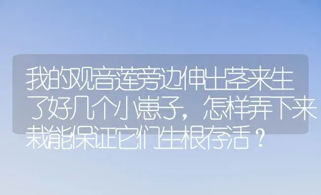 我的观音莲旁边伸出茎来生了好几个小崽子,怎样弄下来栽能保证它们生根存活？ | 多肉养殖