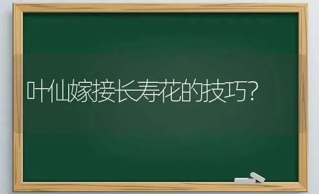 叶仙嫁接长寿花的技巧？ | 多肉养殖