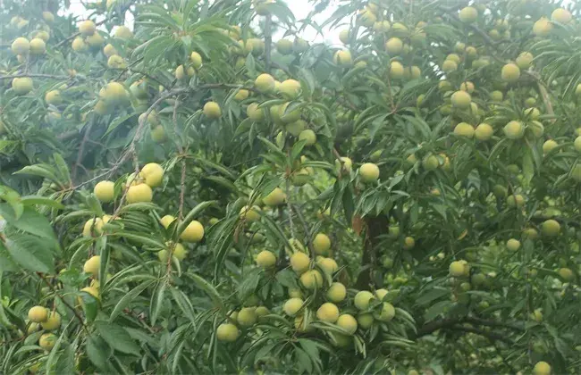 脆红李种植管理技术