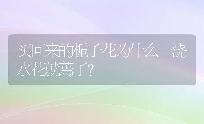 买回来的栀子花为什么一浇水花就蔫了？ | 绿植常识