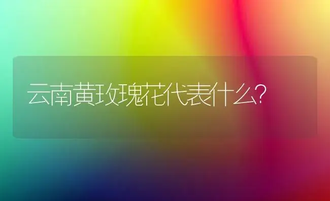 云南黄玫瑰花代表什么？ | 绿植常识