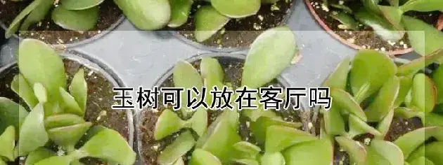 玉树可以放在客厅吗