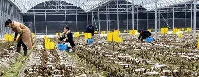 湖南长沙羊肚菌种植面积突破1000亩