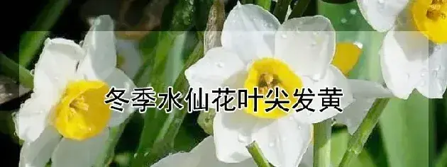 冬季水仙花叶尖发黄