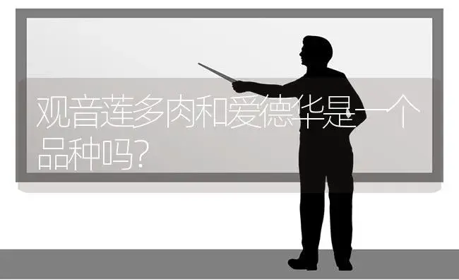 观音莲多肉和爱德华是一个品种吗？ | 多肉养殖