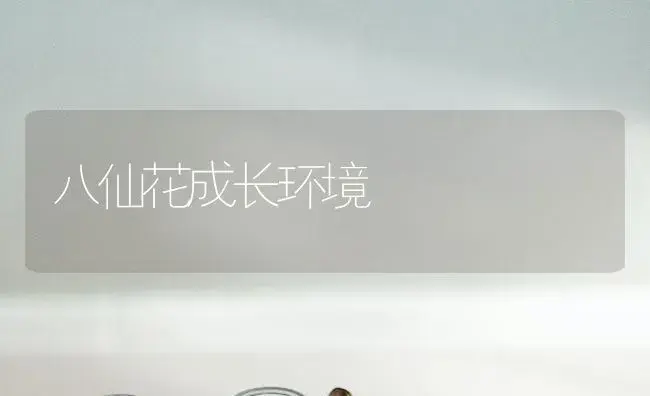 八仙花成长环境 | 家庭养花