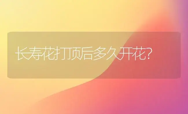 长寿花打顶后多久开花？ | 多肉养殖