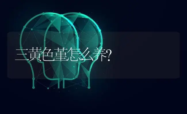 三黄色堇怎么养？ | 绿植常识