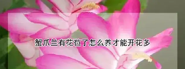 蟹爪兰有花苞了怎么养才能开花多