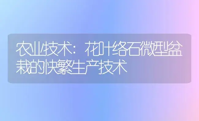 农业技术:花叶络石微型盆栽的快繁生产技术 | 家庭养花