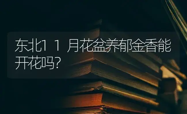 东北11月花盆养郁金香能开花吗？ | 绿植常识