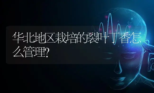 华北地区栽培的裂叶丁香怎么管理？ | 特种种植