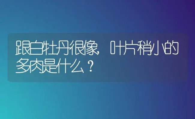 跟白牡丹很像,叶片稍小的多肉是什么？ | 多肉养殖