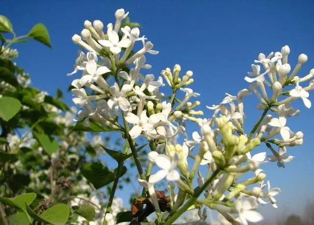 天国之花丁香花，它的花语和传说有哪些？