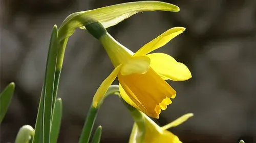 水仙花花语和传说有哪些？