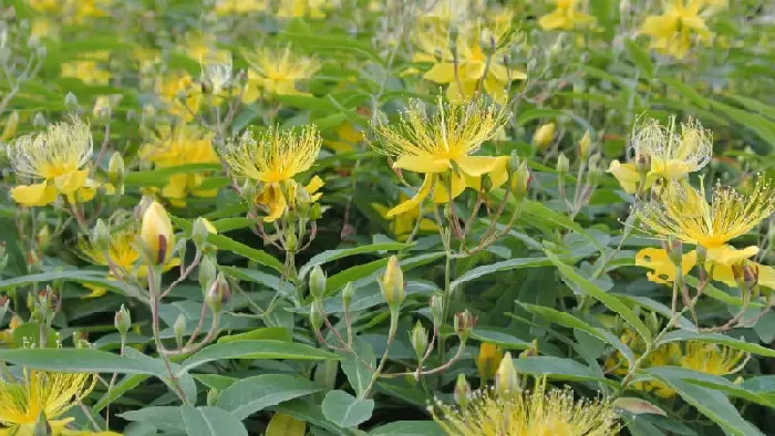 金丝桃花花语