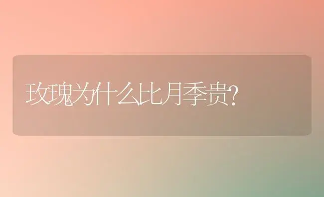 玫瑰为什么比月季贵？ | 绿植常识