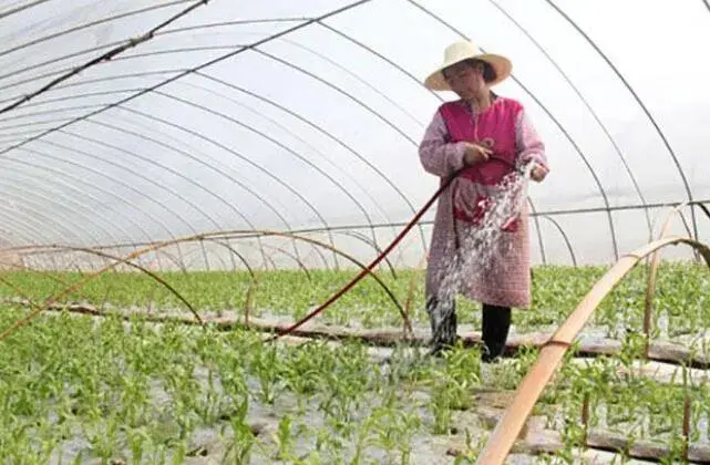 夏天蔬菜浇水要堤防什么