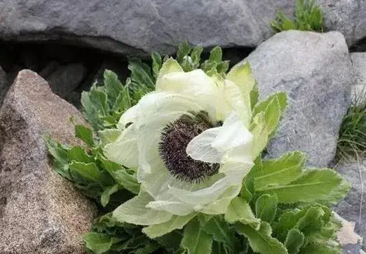 雪莲花的花期多长，雪莲花的花语传说有哪些？