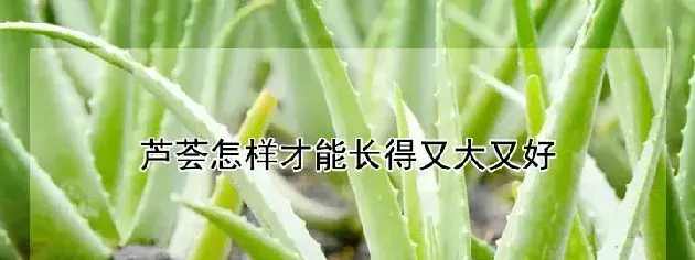 芦荟怎样才能长得又大又好