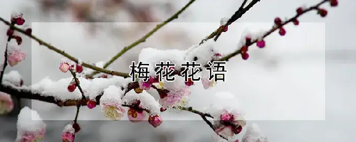 梅花花语