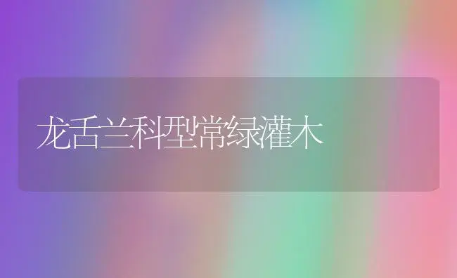 龙舌兰科型常绿灌木 | 家庭养花