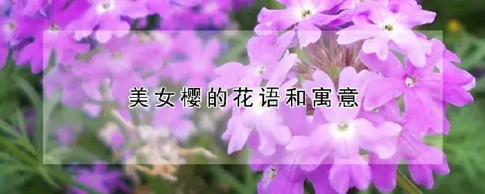 美女樱的花语和寓意