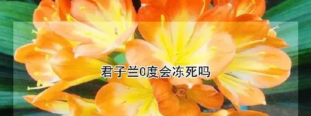 君子兰0度会冻死吗