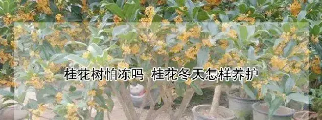 桂花树怕冻吗 桂花冬天怎样养护