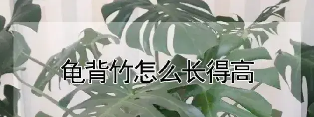 龟背竹怎么长得高