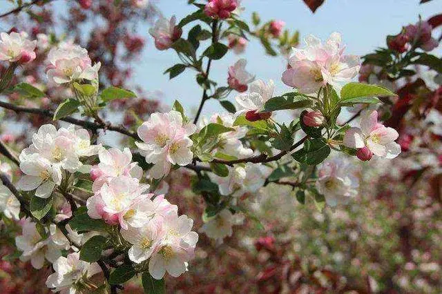 冬红果海棠开花图片？