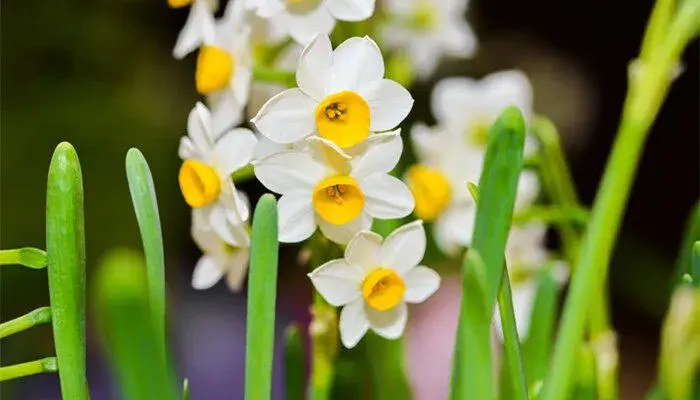 水仙花语是什么意思