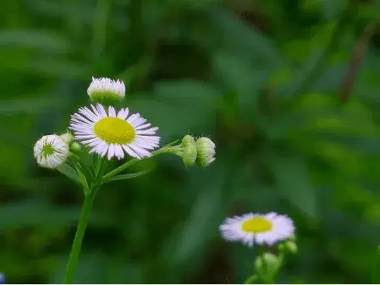 一年蓬的花语有哪些？